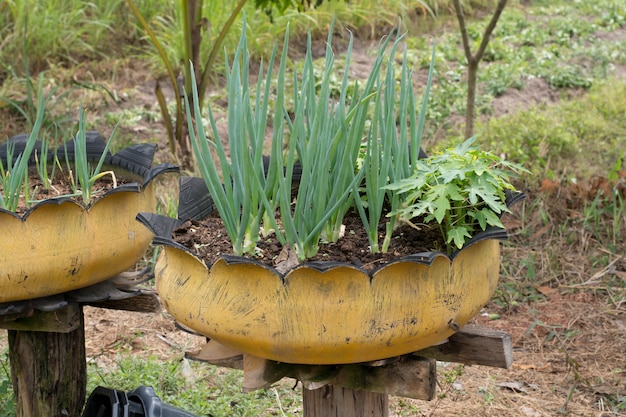 Cebolleta En Reciclaje De Neumáticos