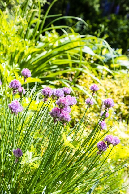 Las cebolletas en flor se cierran en un jardín cubierto