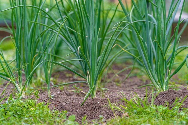 Cebolletas en el jardín del corral