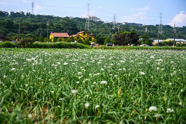 Cebollino de flores de puerro