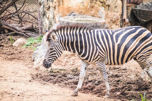 cebra animal salvaje