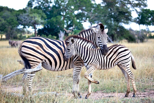 Una cebra bebé Equus Quagga y su madre abrazándose en la naturaleza salvaje del Parque Nacional Kruger