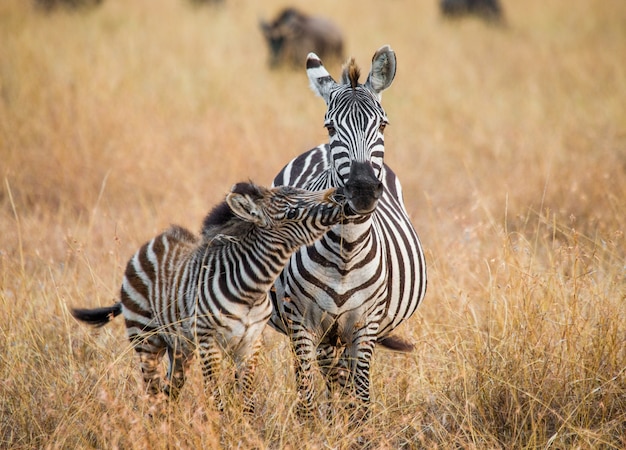 Cebra con un bebé. Kenia. Tanzania. Parque Nacional. Serengeti. Maasai Mara.