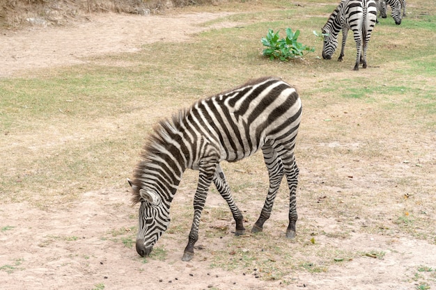 Cebra comiendo hierba en el parque.