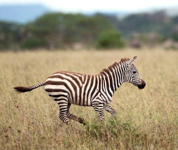 Cebra corriendo en la naturaleza