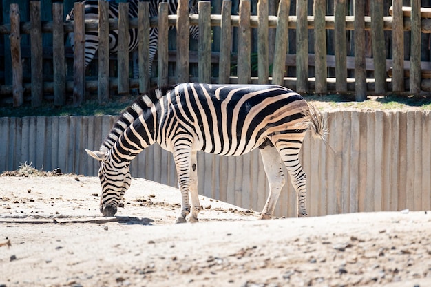 Cebra Damara buscando comida en la arena de su recinto en el zoológico