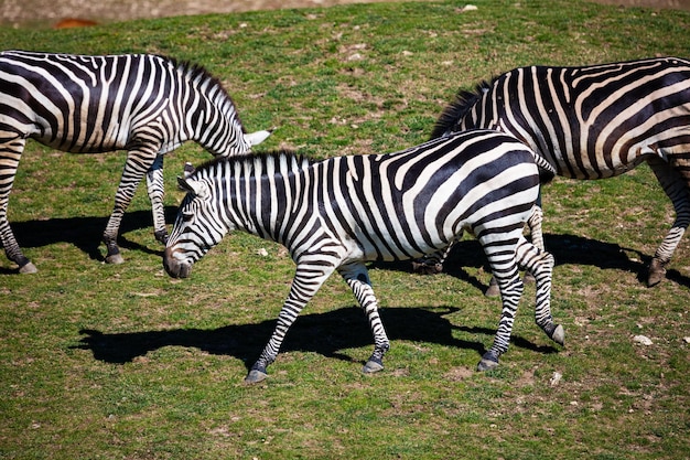 Cebra de Grant Mamíferos y mamíferos Mundo terrestre y fauna Fauna y zoología