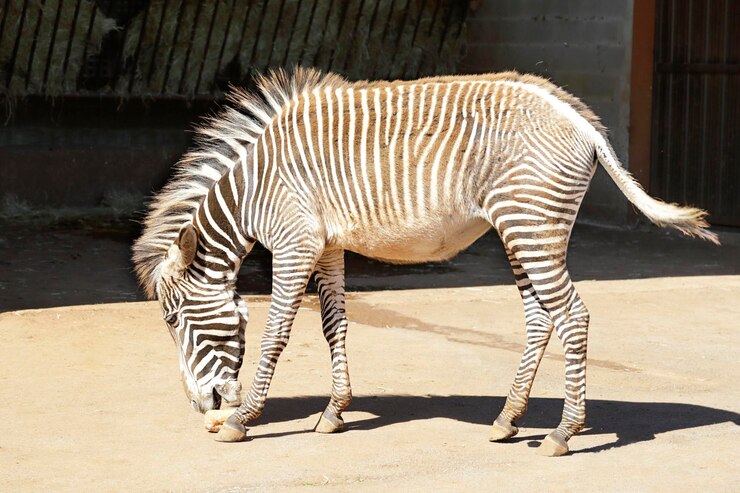 Foto la cebra de grevy equus grevyi en su establo