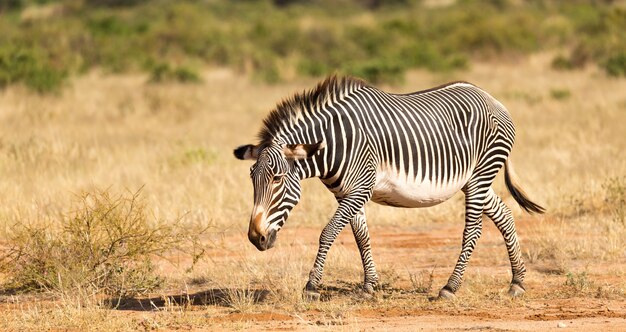 La cebra de Grevy está pastando en el campo de Samburu en Kenia