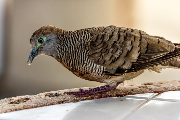 La cebra lisiada o la paloma de tierra con una pata