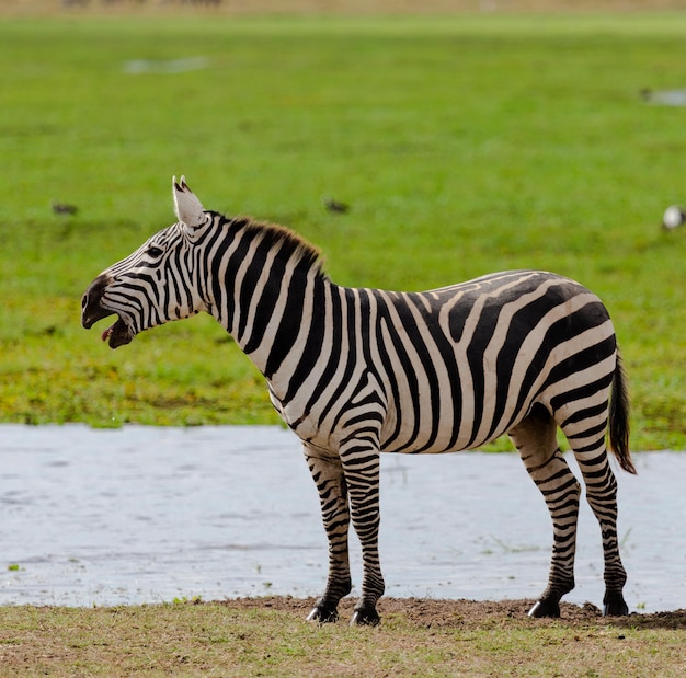 Una cebra llorando en el fondo del agua y la hierba. Nakuru. Kenia