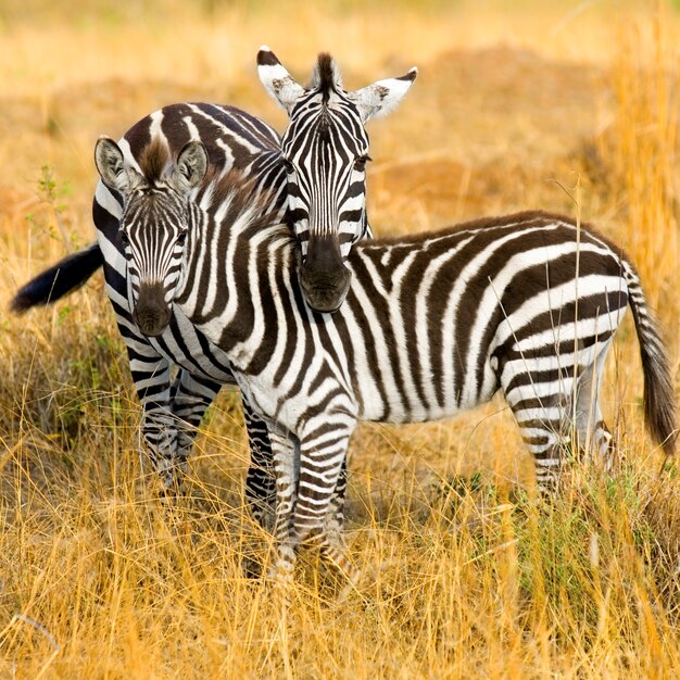 Cebra en masai mara