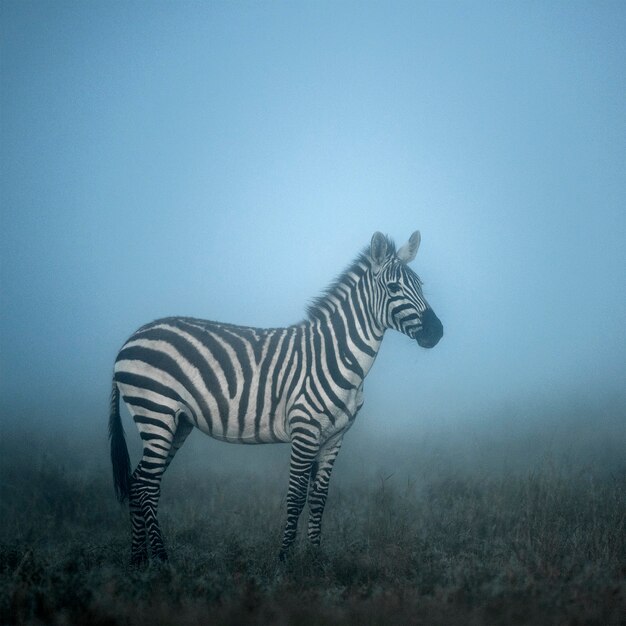 Cebra en la niebla de la mañana, serengeti, África