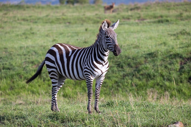 Una cebra en el paisaje verde de un parque nacional en Kenia