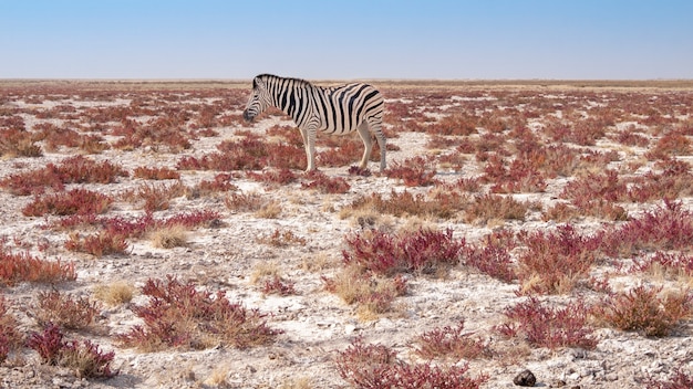 Foto cebra en el parque nacional de etosha en namibia.