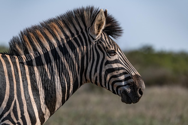 Cebra en el Parque Nacional Kruger