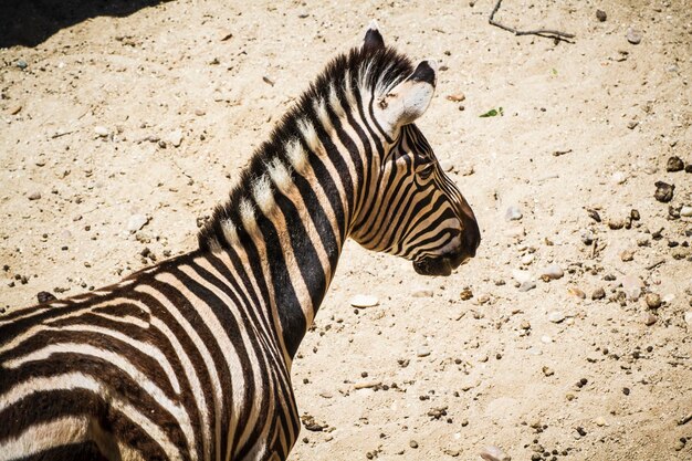 cebra en un parque zoológico, rayas estampadas en la piel