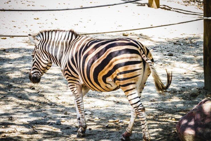 Foto cebra en un parque zoológico, rayas estampadas en la piel