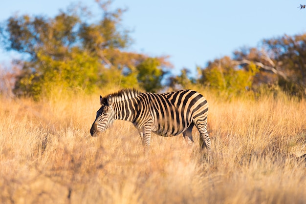 Cebra pastando en el monte al atardecer. Wildlife Safari en el pintoresco Parque Nacional de Marakele, Sudáfrica.