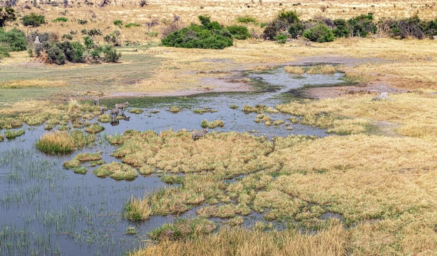 Cebra pastando en la toma aérea del delta del Okavango en Botswana