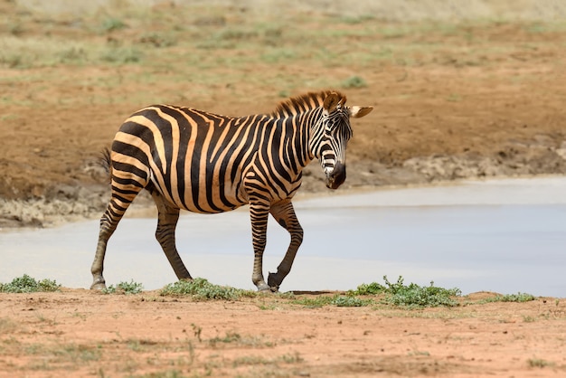 Cebra en pastizales en África, Parque Nacional de Kenia