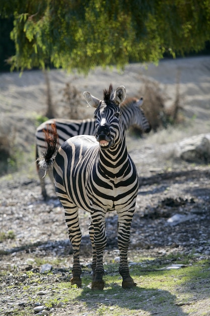 Cebra riendo, imagen animal graciosa