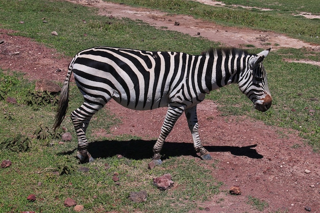 Foto cebra en safari en kenia y tanzania, áfrica