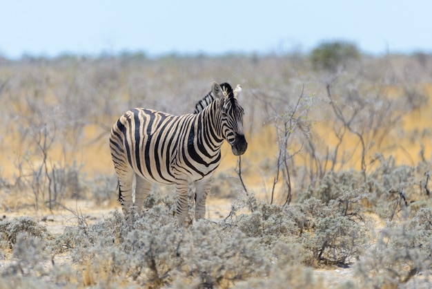 Cebra salvaje caminando en la sabana africana de cerca
