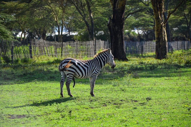 Foto una cebra solitaria con erección en las llanuras parque naivasha kenia áfrica