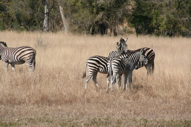 Cebra sudafricana en el parque Kruger