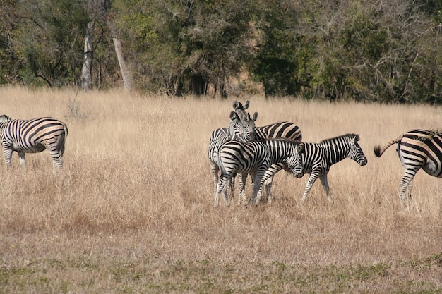 Cebra sudafricana en el parque Kruger