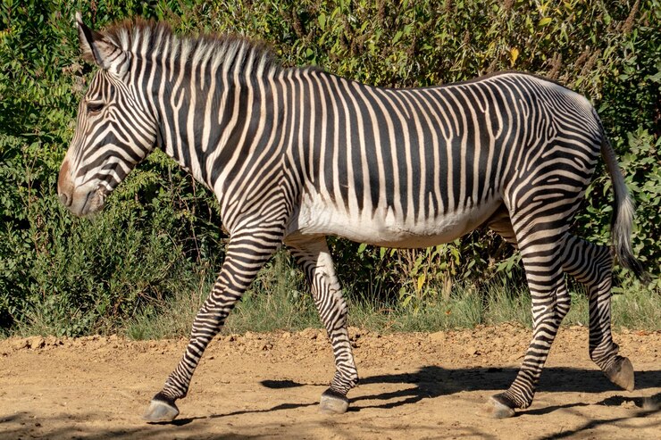 Foto cebra de tanzania