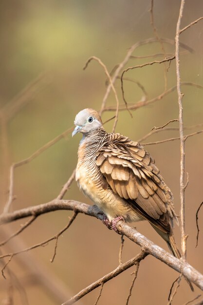 cebra se zambulló en una rama en la escena de la naturaleza. Animal. Aves.