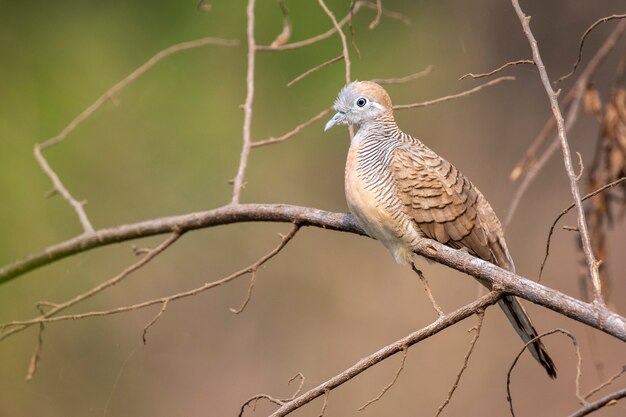 Foto cebra se zambulló en una rama en la escena de la naturaleza. animal. aves.