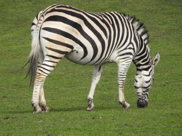 Foto la cebra en un zoológico