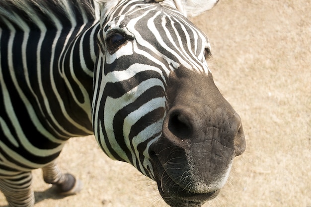 Foto cebra en el zoológico