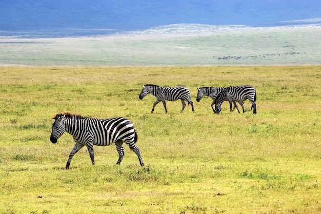 Cebras en el cráter del Ngorongoro África Tanzania