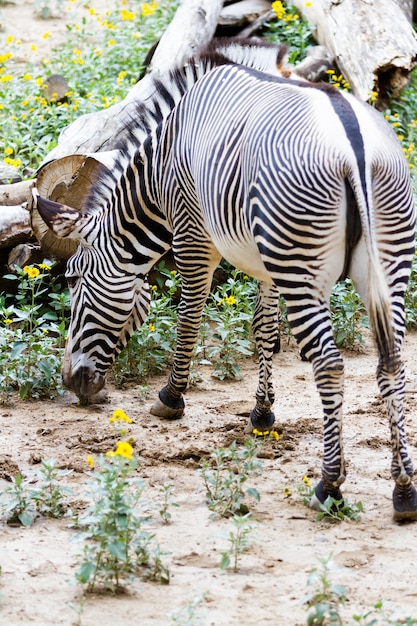 Las cebras de Grevy son las especies de cebras más amenazadas.