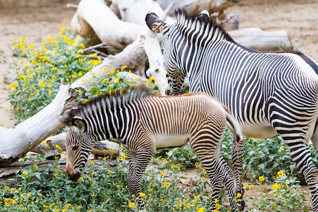 Foto las cebras de grevy son las especies de cebras más amenazadas.