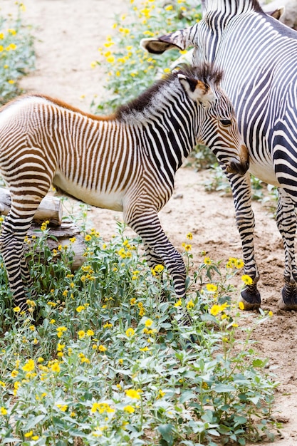 Las cebras de Grevy son las especies de cebras más amenazadas.