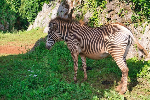 Cebras en libertad en Cabarcenos Cantabria