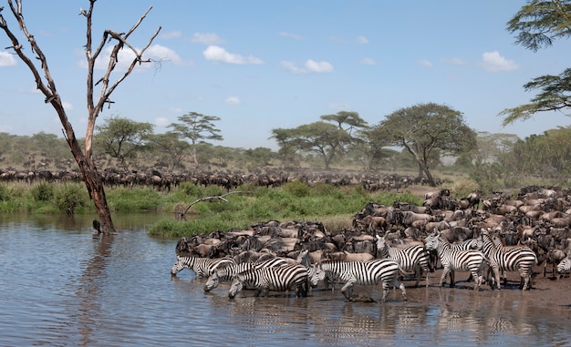 Cebras y ñus en el parque nacional de Serengeti