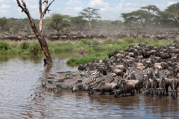 Cebras y ñus en el parque nacional de Serengeti