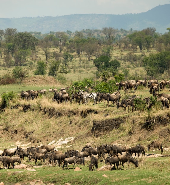 Cebras y ñus en el Serengeti, Tanzania, África