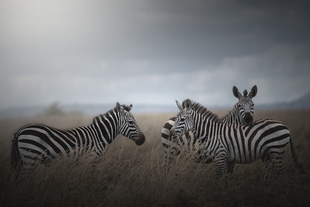 Cebras en el Parque Nacional del Serengeti