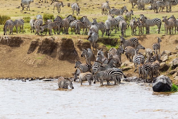 Las cebras se preparan para cruzar el río Mara, Kenia, África