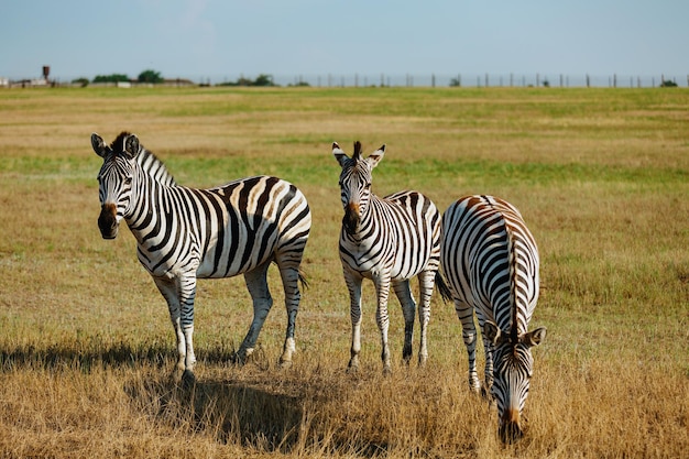 Cebras en la Reserva de la Biosfera AskaniaNova Ucrania