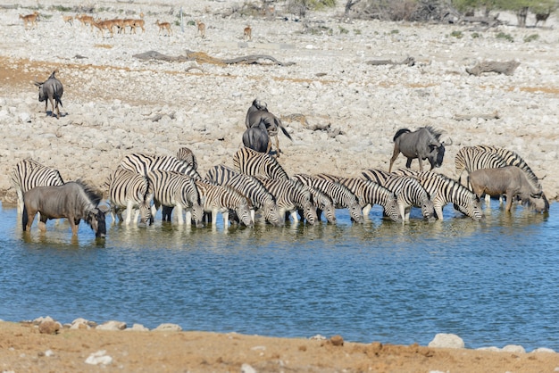 Cebras salvajes bebiendo agua en abrevadero en la sabana africana