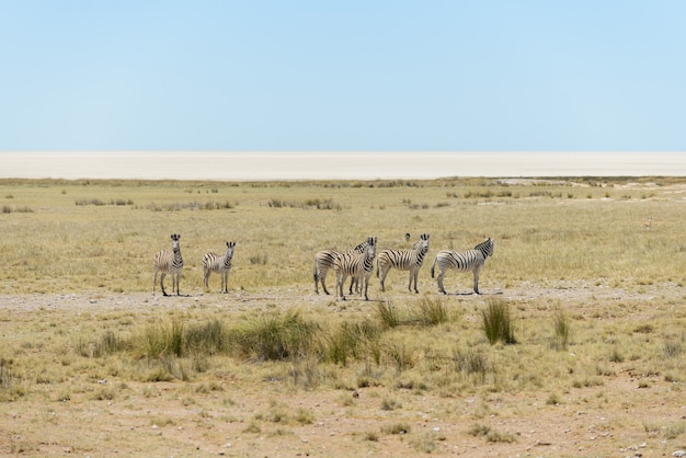 Cebras salvajes caminando en la sabana africana