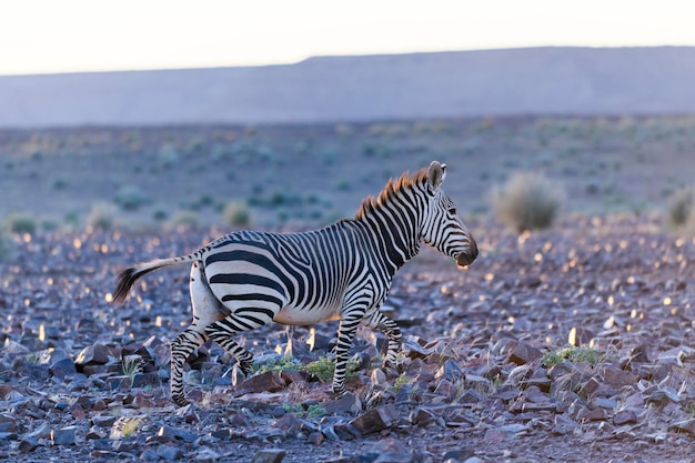 Cebras salvajes en el parque nacional africano Hora dorada Puesta de sol